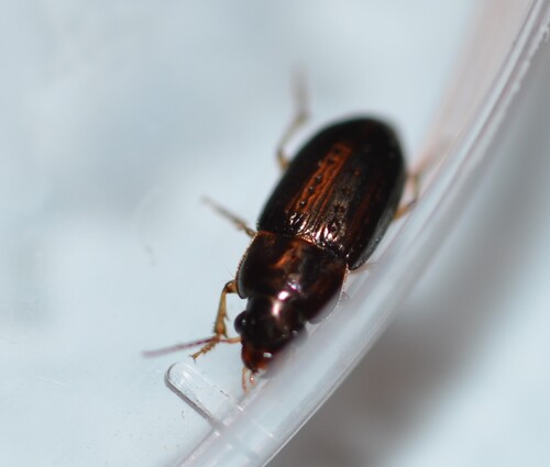 Selenophorus palliatus