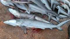 Carcharhinus brevipinna