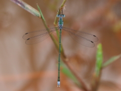 Lestes elatus