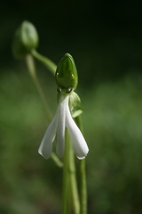 Habenaria longicorniculata