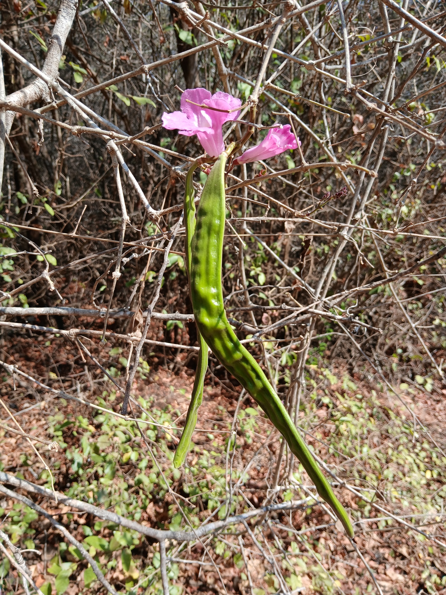 Imagem de Crajirú