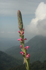 Satyrium nepalense