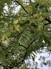 Juglans nigra