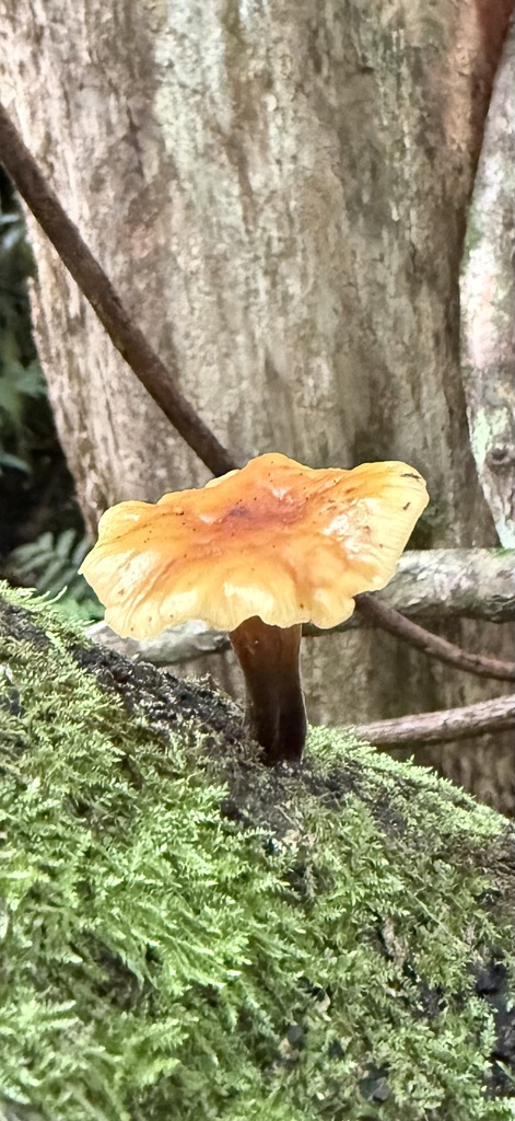 Flammulina velutipes · March 2025 · photo: © mitchell_ousey (iNaturalist, cc-by)