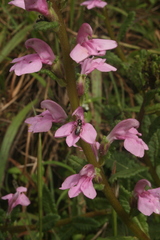 Pedicularis zeylanica