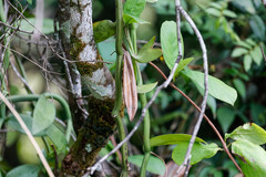 Vanilla (Vanilla polylepis)