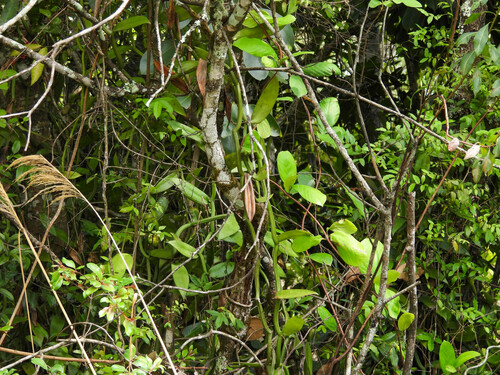 Vanilla polylepis, photograph 1