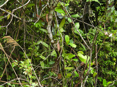 Vanilla polylepis, photograph (c) Tom Field, some rights reserved (CC BY)
