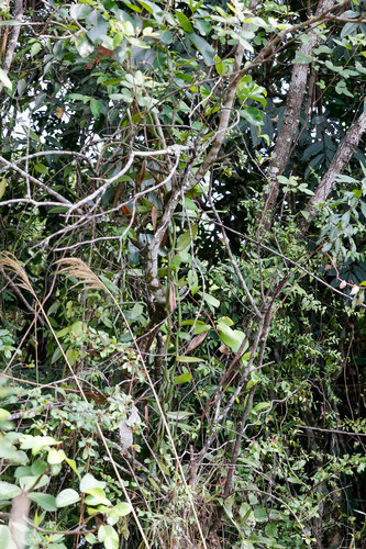 Vanilla polylepis, photograph 2
