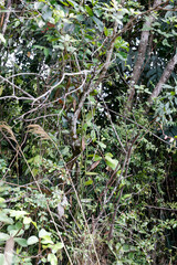 Vanilla polylepis, photograph (c) Tom Field, some rights reserved (CC BY)