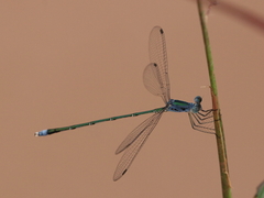 Lestes elatus