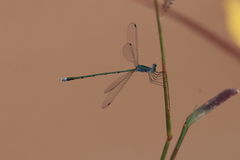 Lestes elatus