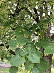 Tilia americana