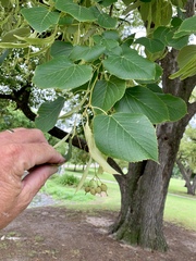 Tilia americana