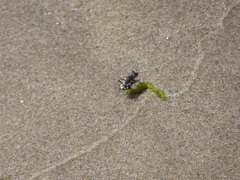 Cicindela latesignata