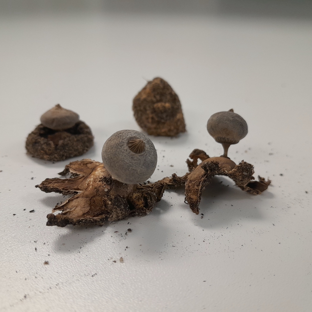 Geastrum tenuipes · April 2025 · photo: © caitlin_v (iNaturalist, cc-by)