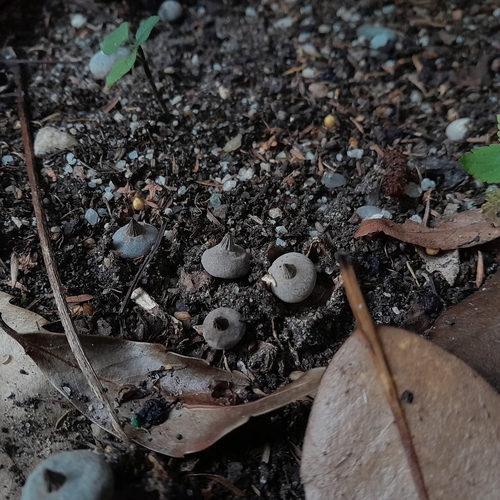 Geastrum tenuipes (Photo 3 of 7)