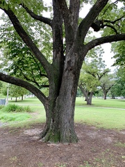 Tilia americana