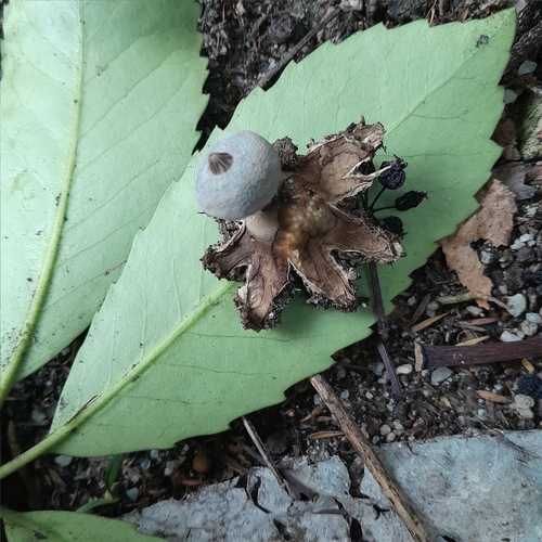 Geastrum tenuipes (Photo 4 of 7)