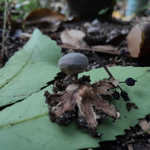 Geastrum tenuipes (Photo 5 of 7)