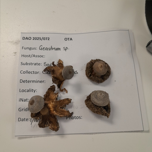 Geastrum tenuipes (Photo 6 of 7)