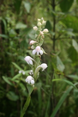 Satyrium nepalense