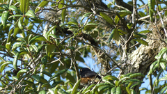 Pipilo erythrophthalmus alleni