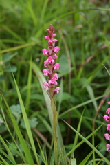 Satyrium nepalense