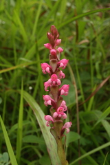 Satyrium nepalense