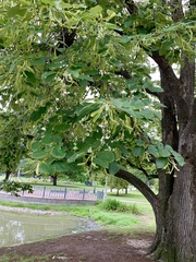 Tilia americana