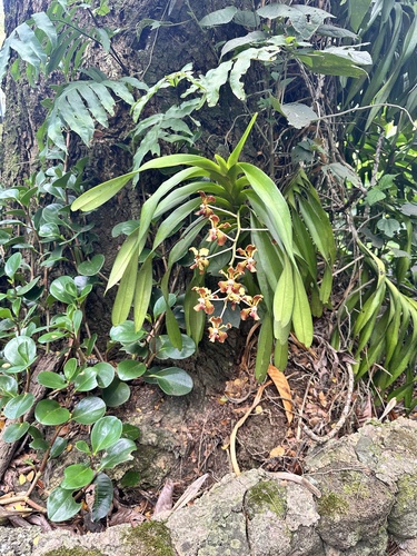 Vanda tricolor, 2025-03-26