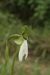 Habenaria longicorniculata