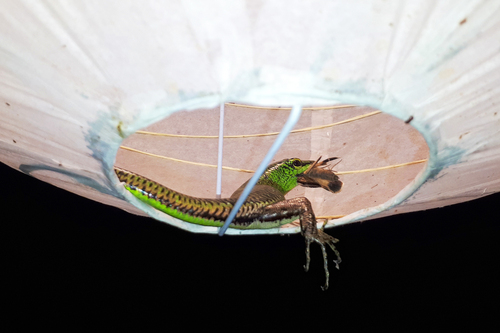 Lamprolepis smaragdina