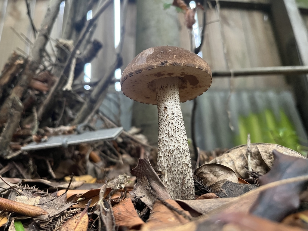 Leccinum scabrum · April 2025 · photo: © caitlin_v (iNaturalist, cc-by)