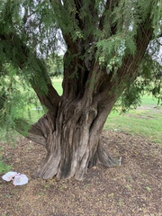 Juniperus virginiana