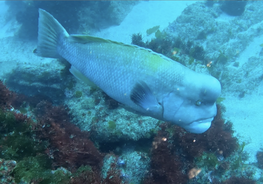 Asian sheepshead wrasse (Semicossyphus reticulatus) — Labridae