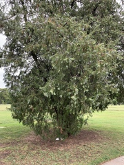 Juniperus virginiana