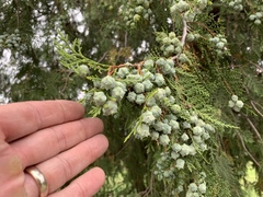 Juniperus virginiana
