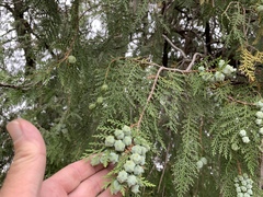 Juniperus virginiana