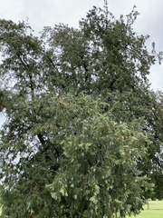 Juniperus virginiana