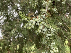 Juniperus virginiana