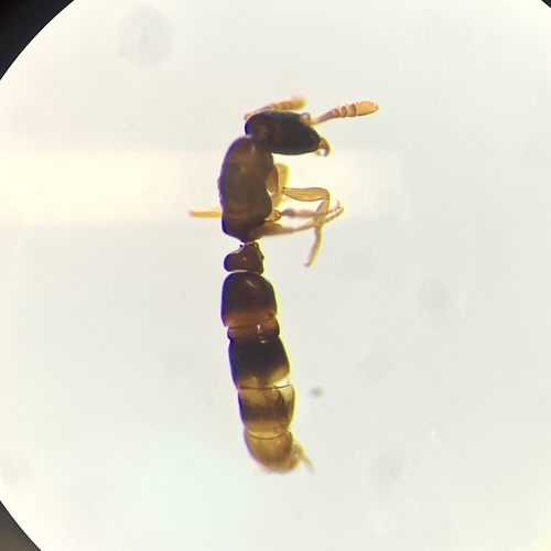 Blind Crypt Ant