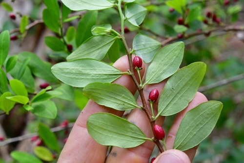 Erythroxylum novogranatense