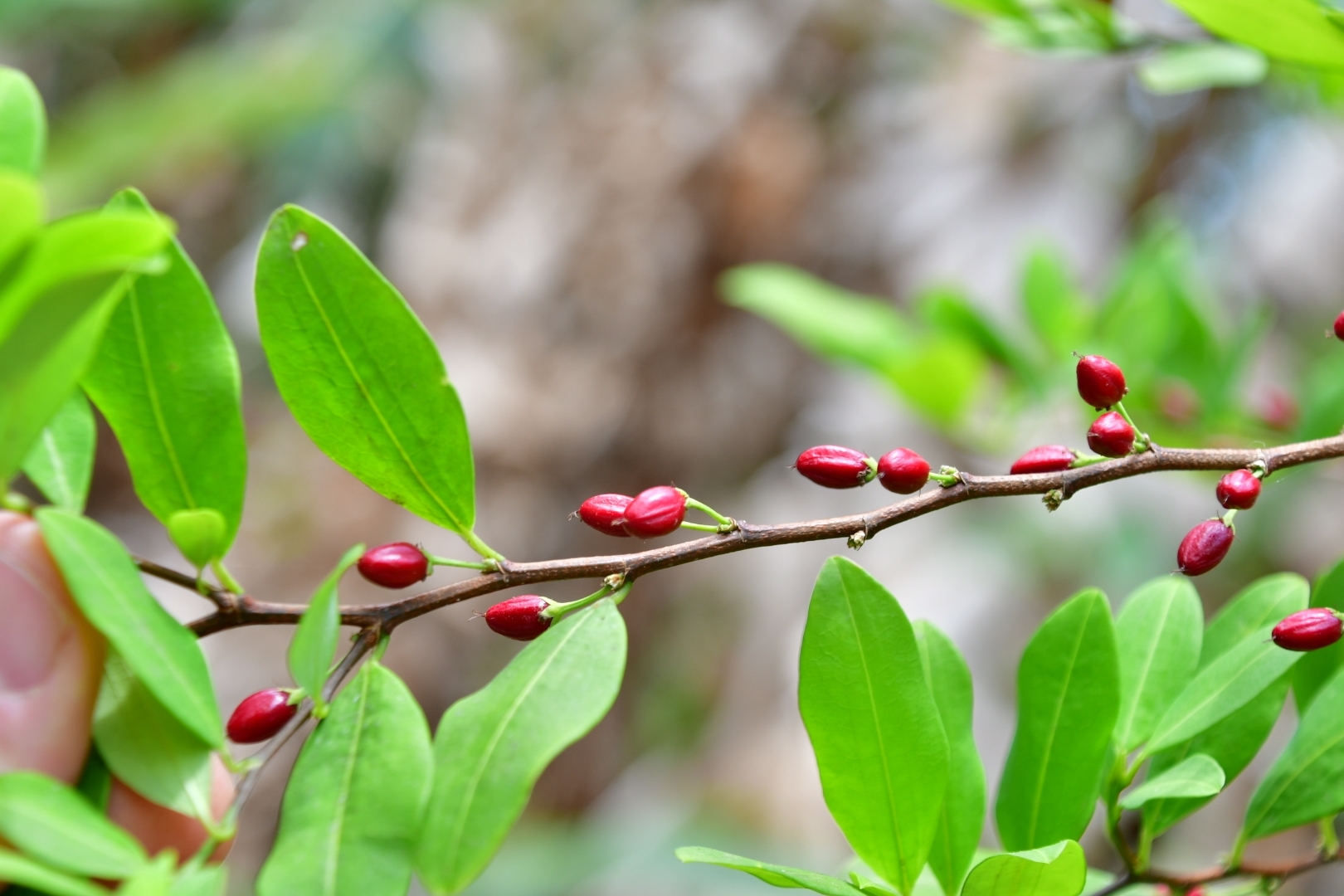 Erythroxylum novogranatense