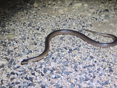 Black-naped Hooded Snake sighting