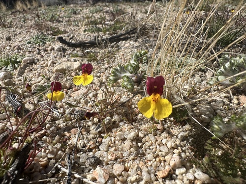 Kelso Creek monkeyflower (Erythranthe shevockii)