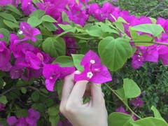 Bougainvillea