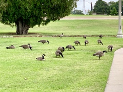 Branta canadensis