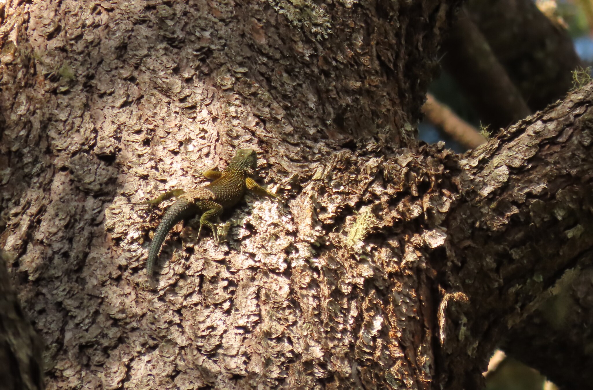 Lenca Emerald Spiny Lizard photo 2
