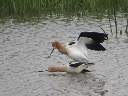 iNaturalist observation photo of American Avocet